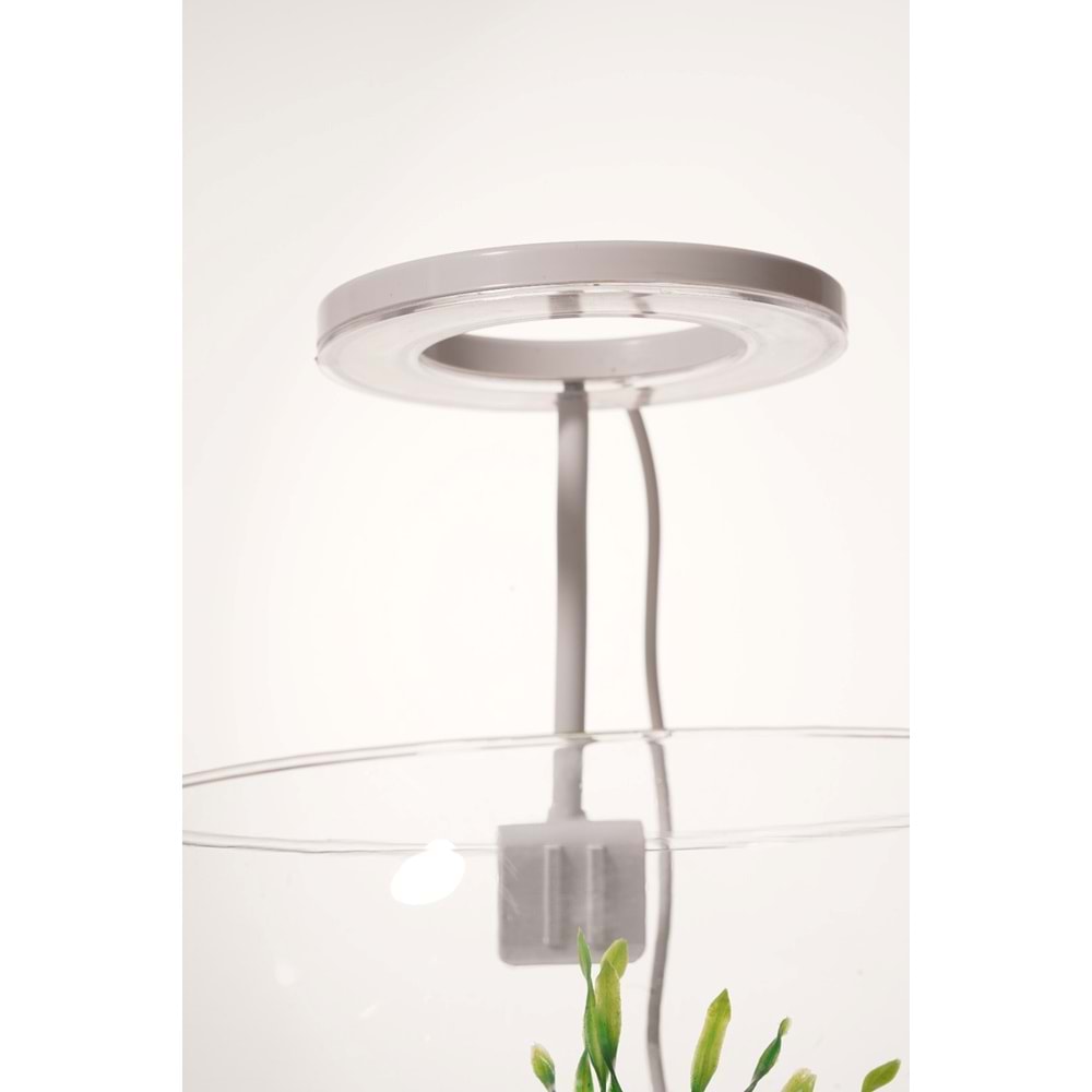 FANUS SİYAH HALKA - YUVARLAK