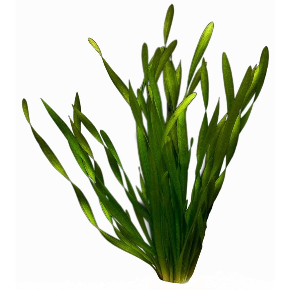 Vallisneria asiatica