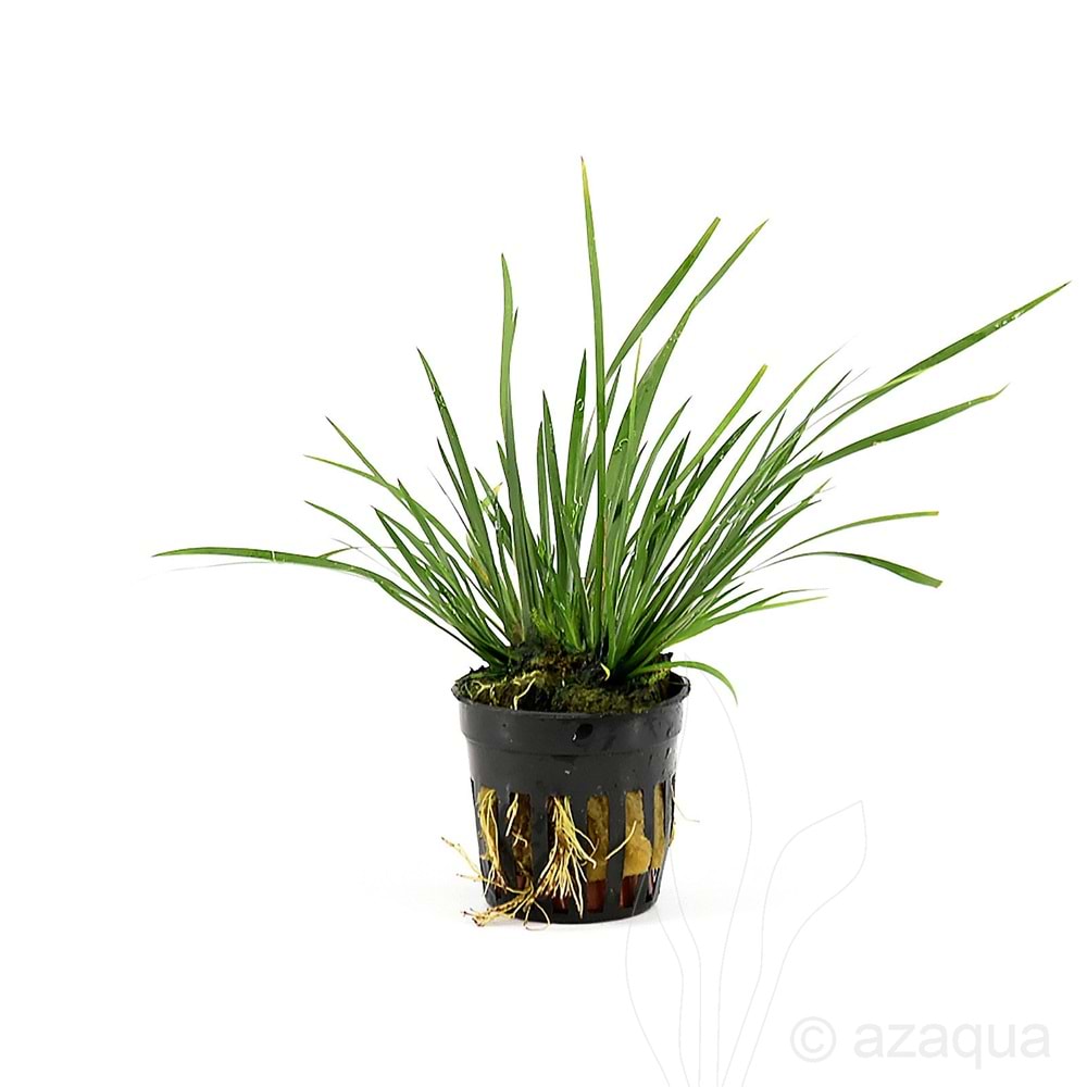 Acorus gramineus(demet)