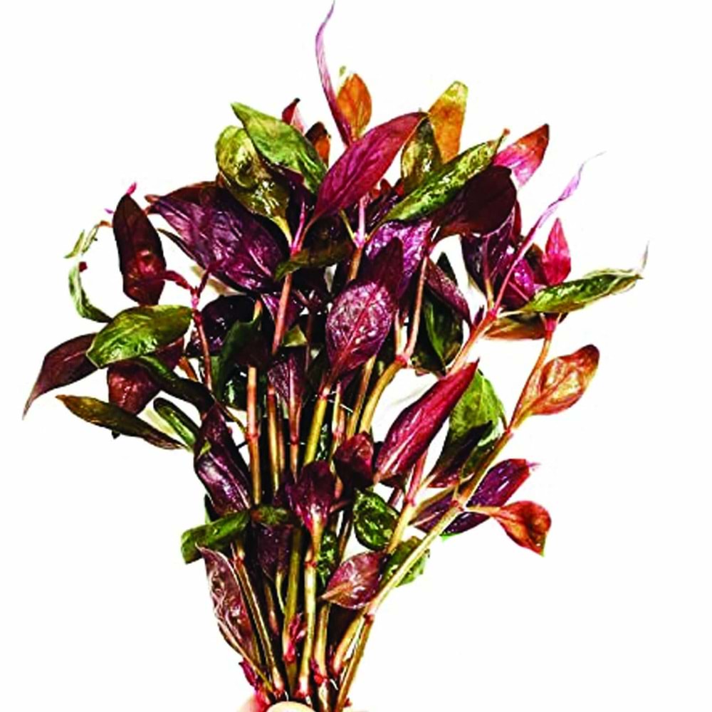 Alternanthera lilacina