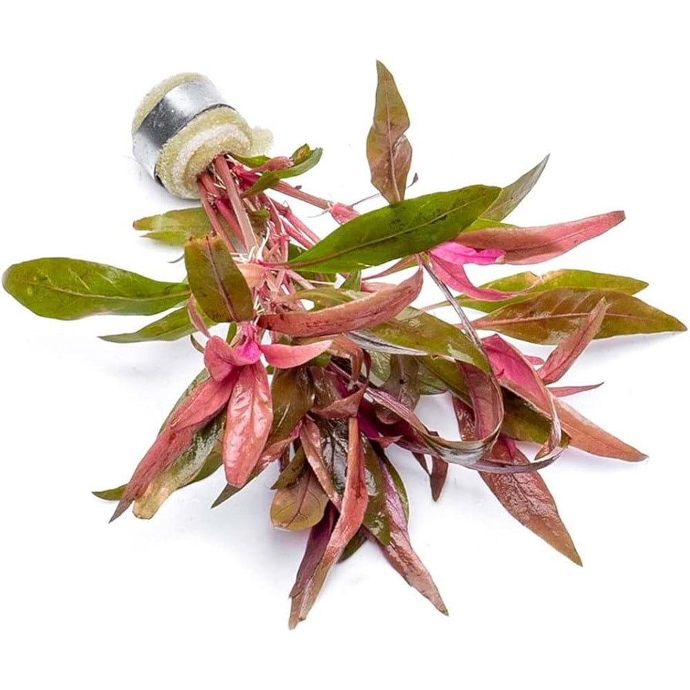 Alternanthera reineckii 