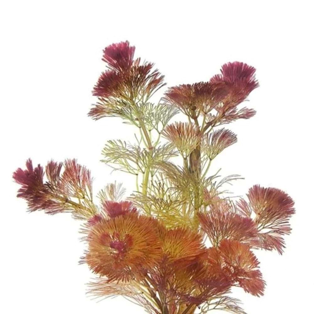 Cabomba furcata/piauhyensis