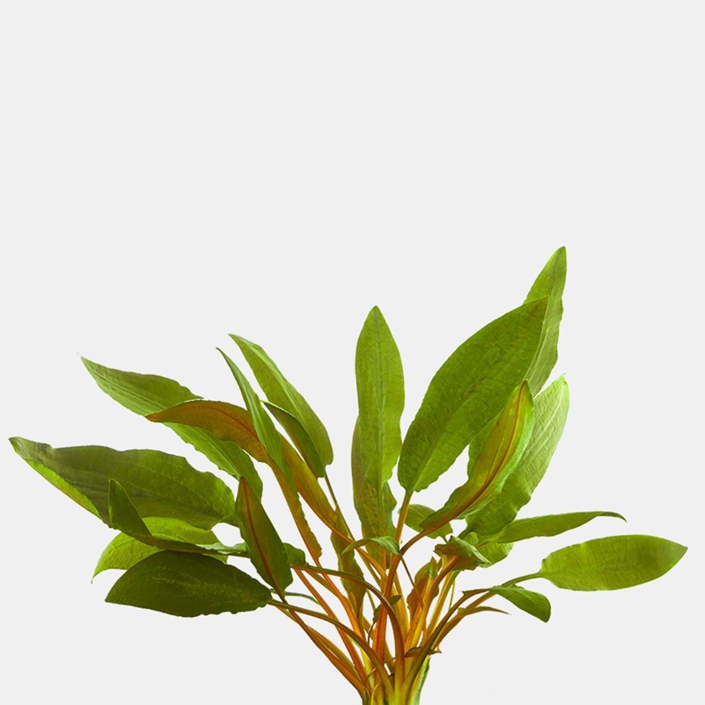 Cryptocoryne becketii