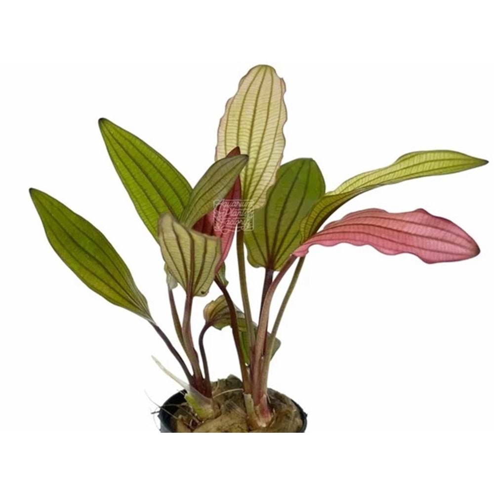 Echinodorus miracle