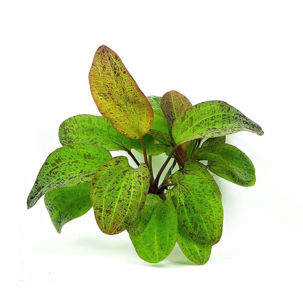 Echinodorus ozelot 'green'