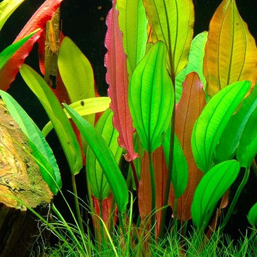 Echinodorus red diamond