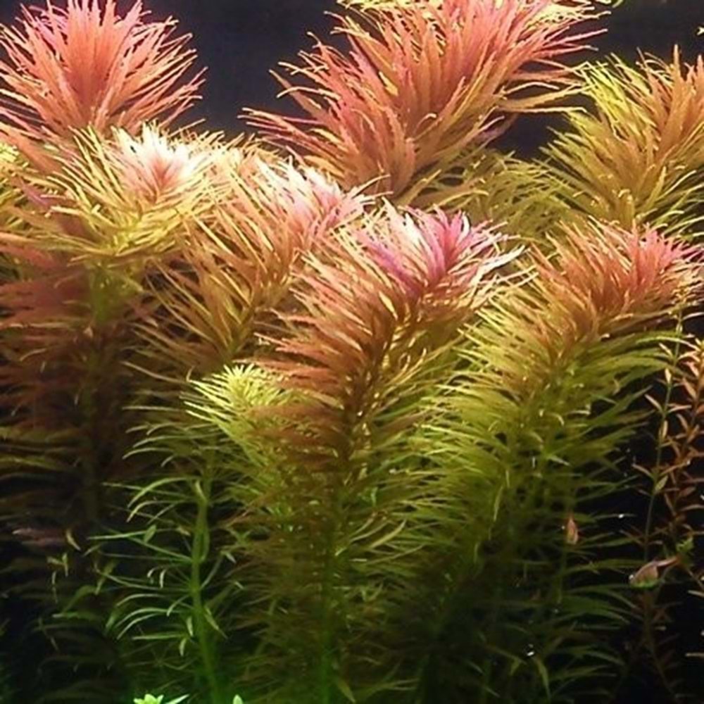 Limnophila aromatica