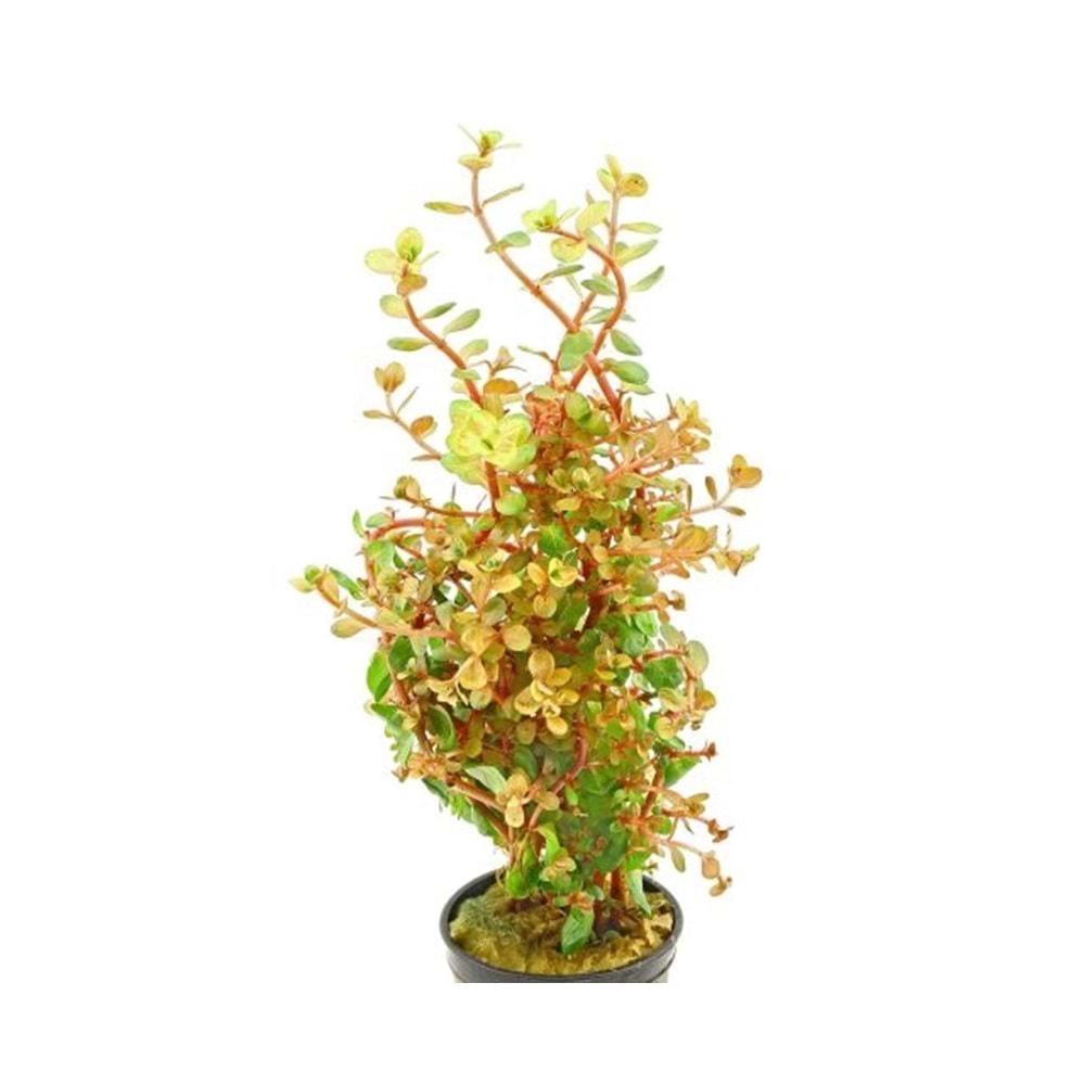 Rotala rotundifolia BSD (emersed)
