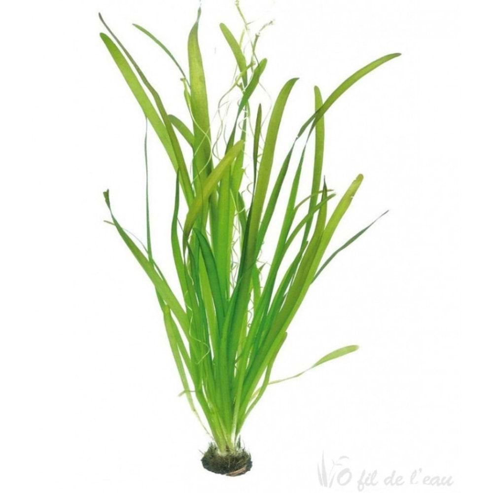 Vallisneria gigantea