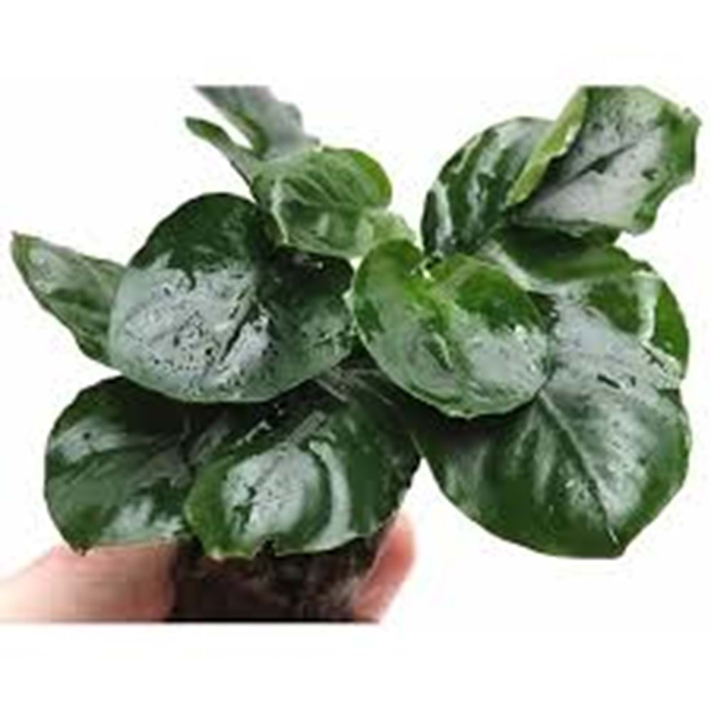 Anubias barteri var nana (Not Send Japan)