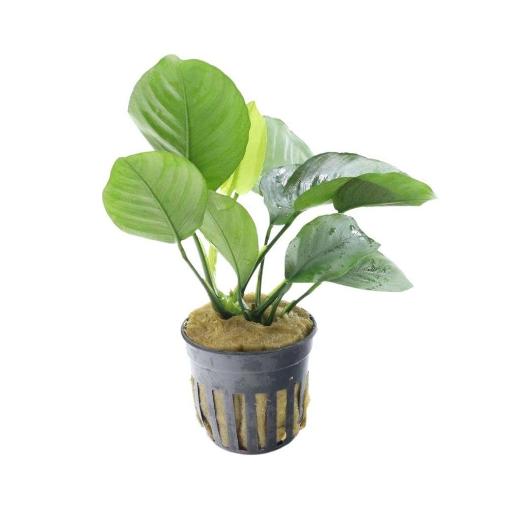 Anubias barteri broadleaf (Not Send Japan)