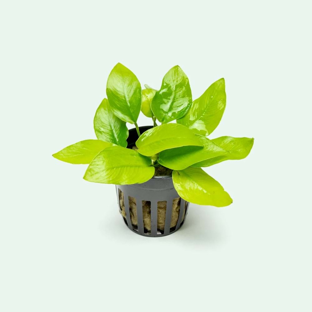 Anubias nana golden (Not Send Japan)