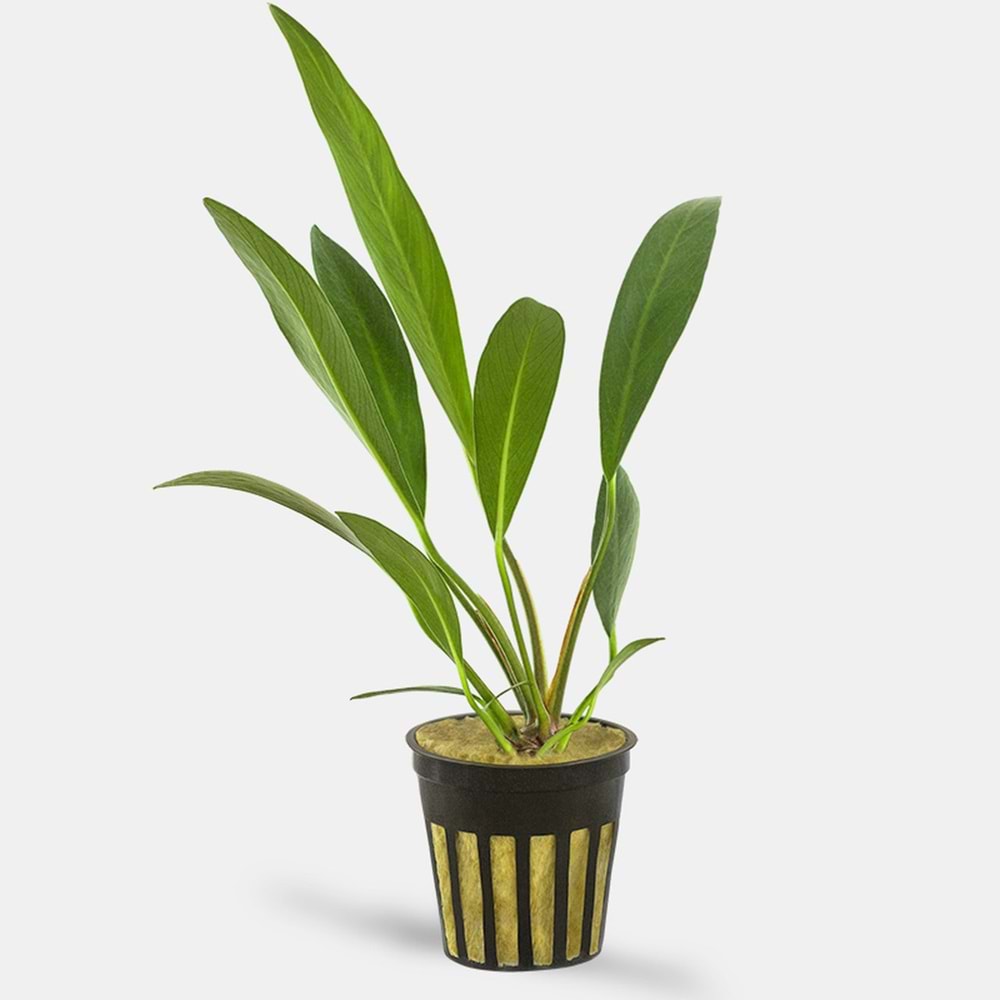 Anubias lanceolata (Not Send Japan)