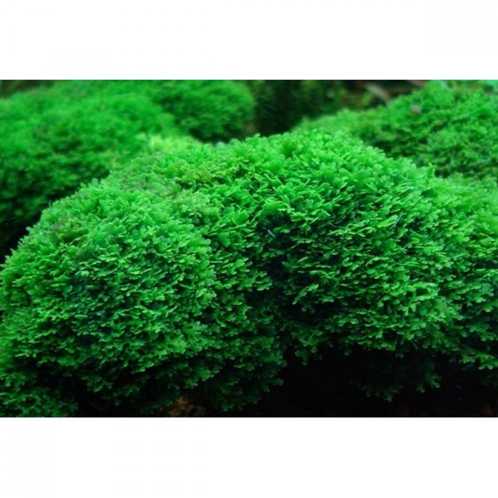 Riccardia chamedryfolia 