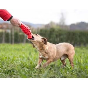 Bama Köpekler İçin Toksit İçermeyen Oyuncak