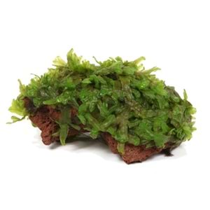 Monosolenium tennerum 