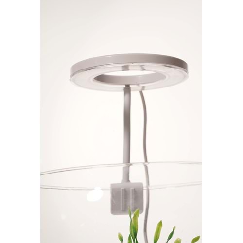 FANUS BEYAZ HALKA - YUVARLAK