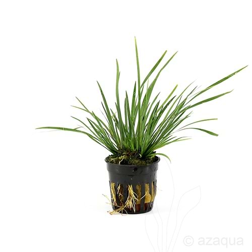 Acorus gramineus(demet)