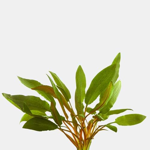 Cryptocoryne becketii