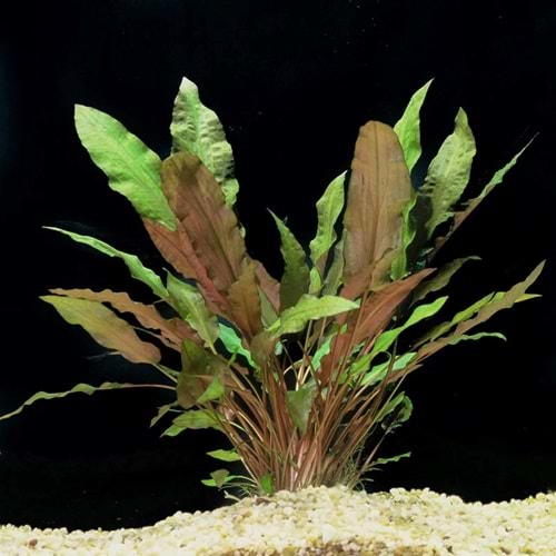 Cryptocoryne mioya