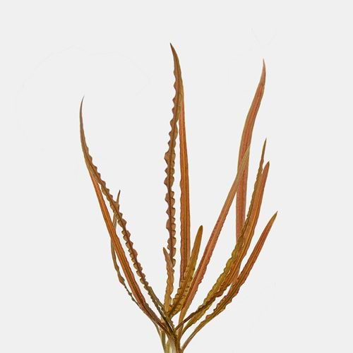 Cryptocoryne retrospiralis