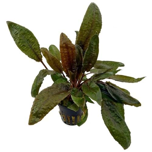 Cryptocoryne tropica
