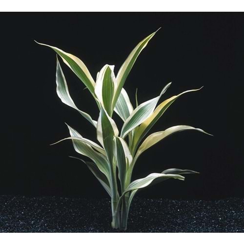 Dracaena sanderiana white