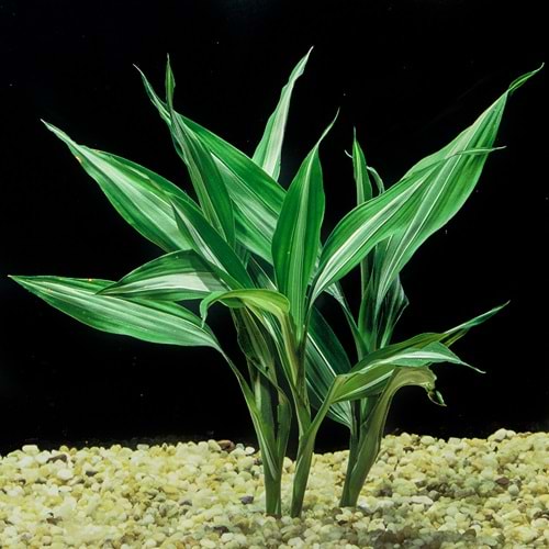 Dracaena sanderiana green