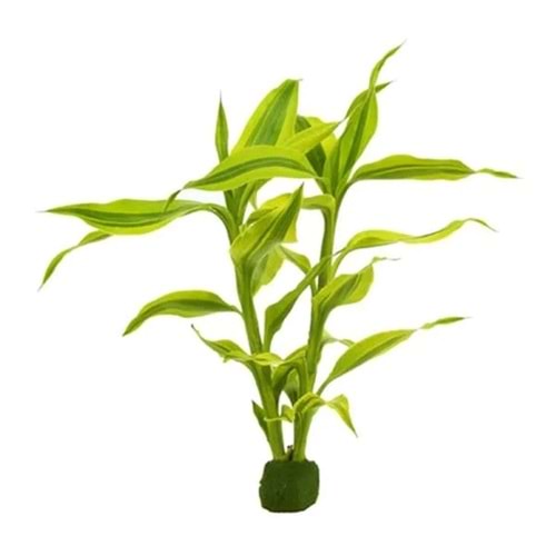 Dracaena sanderiana golden