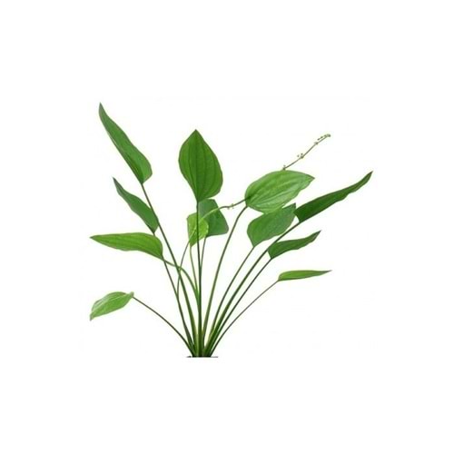 Echinodorus argentinensis