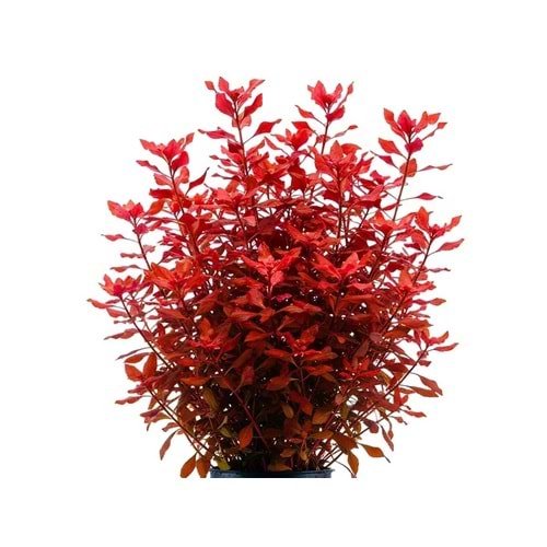 Ludwigia palustris red