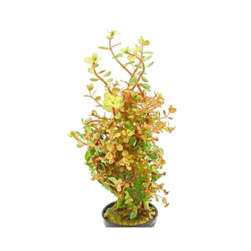 Rotala rotundifolia BSD (emersed)