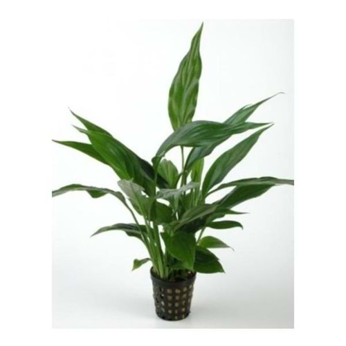 Spathiphyllum wallisii(saksısız)