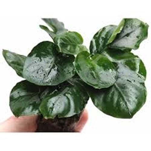 Anubias barteri var nana (Not Send Japan)