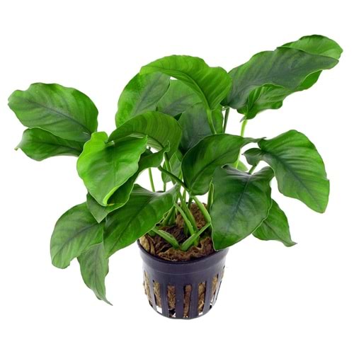 Anubias barteri var barteri (Not Send Japan)