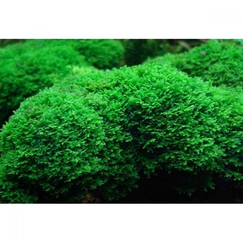 Riccardia chamedryfolia 