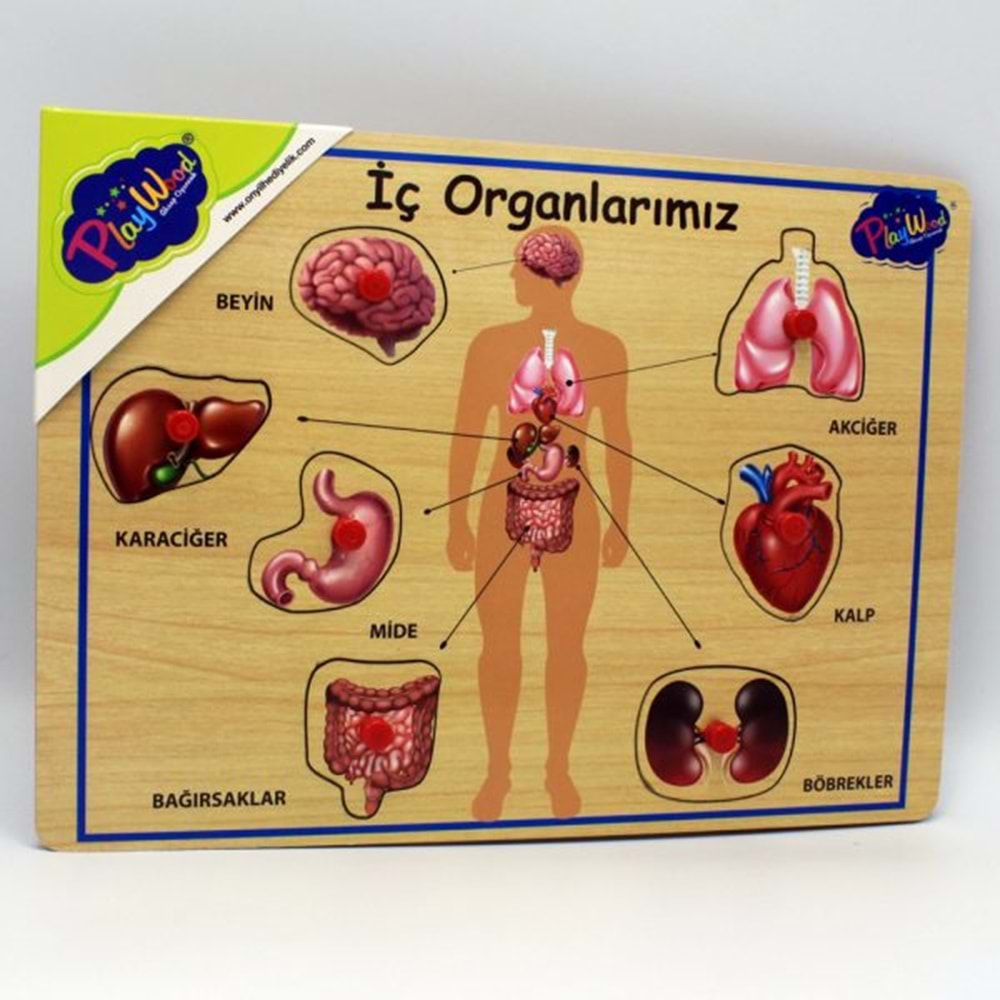 ONYIL OYUNCAK AHŞAP TUTMALI ORGANLARIMIZ-ONY-166/167