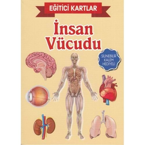 EĞİTİCİ KARTLAR İNSAN VÜCUDU-TELESKOP POPÜLER BİLİM